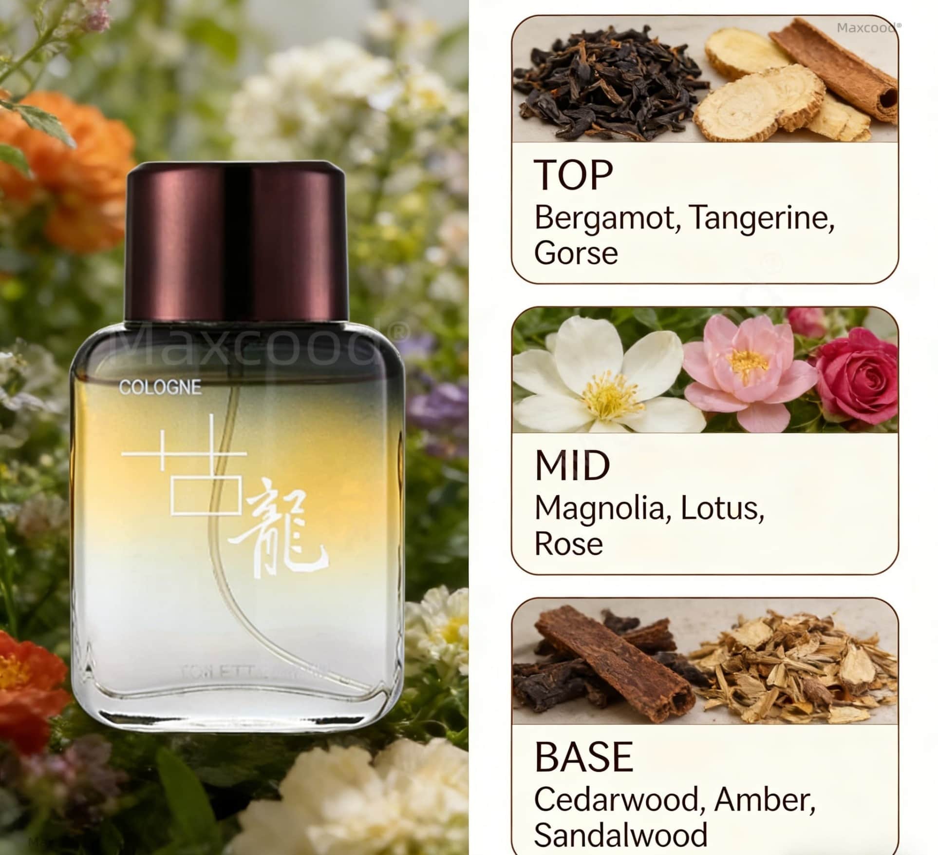 Maxcood A Citrus Men Cologne P - đánh giá và giá Fragrance Cologne And Perfume