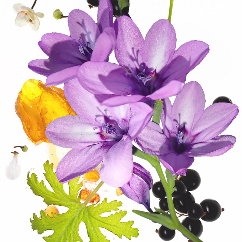 50ml KOEC Moon Violet Purple F - đánh giá và giá Perfume Fragrance Moisturizer